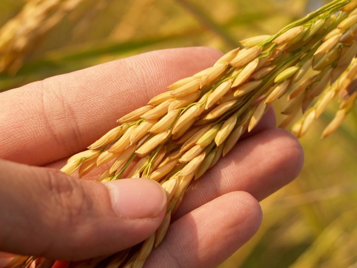 Governo anula leilão para compra de arroz importado